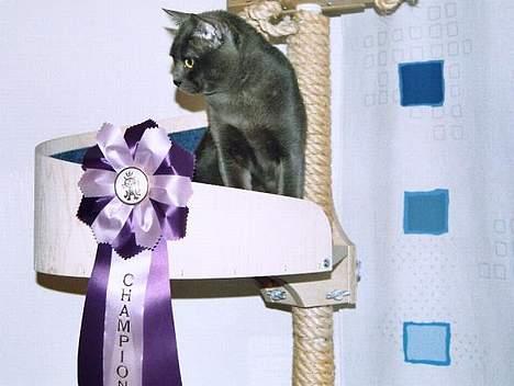 Korat Gigolo (alias: Jerry) - Gigolo er blevet Champion! billede 2