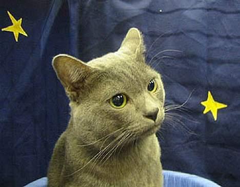 Korat Gigolo (alias: Jerry) - PÅ en af hans få udstillinger billede 3