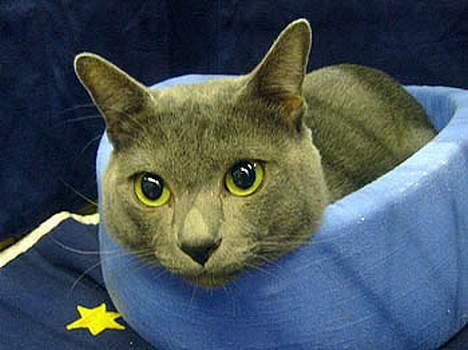 Korat Gigolo (alias: Jerry) - på samme udstilling billede 4