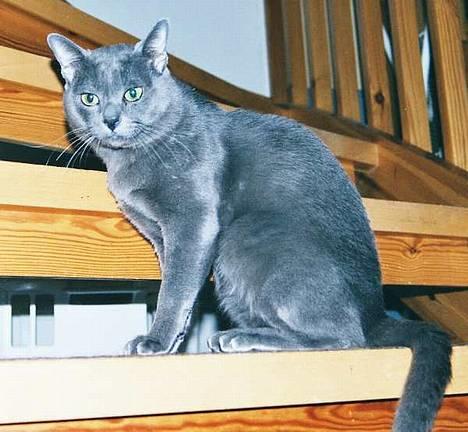 Korat Gigolo (alias: Jerry) - På trappen derhjemme billede 5