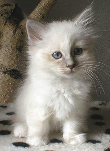 Ragdoll Pølle billede 2