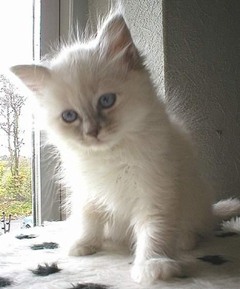 Ragdoll Pølle billede 3