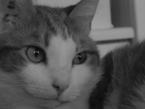 Blanding af racer samson billede 2