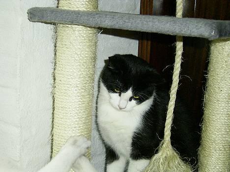 Blanding af racer Mulle  - SMUKKE og FRÆKKE Mulle billede 8