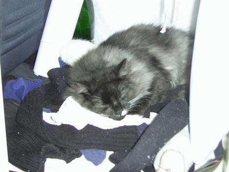 Norsk Skovkat Tornado - døde d 13/5-07 - Her ligger Tornado og sover i mit klædeskab. billede 10