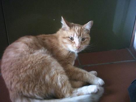 Blanding af racer Garfield +død+ billede 7