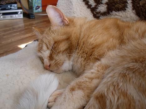 Blanding af racer Garfield +død+ - zzzzzzz..... billede 8