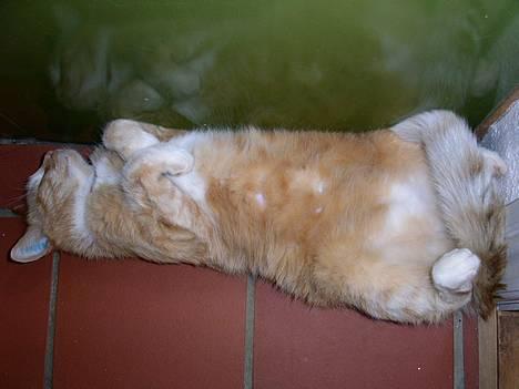 Blanding af racer Garfield +død+ - Ihhhh hvor er her bare dejligt varmt =0)  Det er køn at være kat =0) billede 9