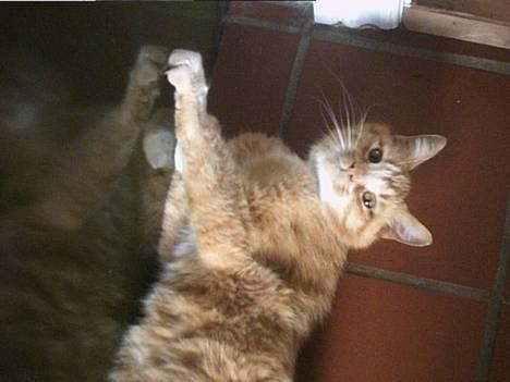 Blanding af racer Garfield +død+ - Hvis det er at du ikk snart holder op med at tage billeder af mig så begynder jeg at kradsse på fyret    " Ved gødt at jeg ikk må men gør det alligevel" hehe..... billede 10