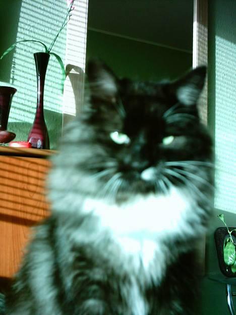 Norsk Skovkat Tornado - døde d 13/5-07 billede 9