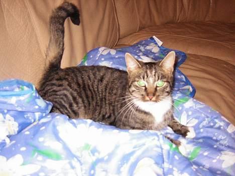 Blanding af racer Max - mis Max billede 1