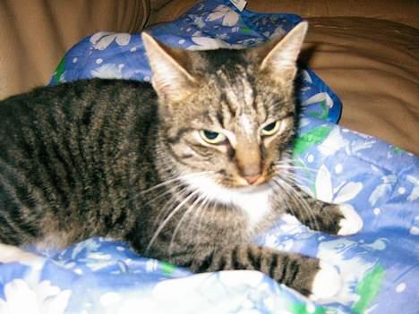 Blanding af racer Max - mis max billede 2