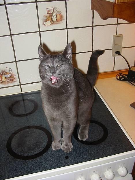 Huskat Mads - Do, mi, no, fa, so, la, ti, doooo! Han er en rigtig sanger er han! billede 4