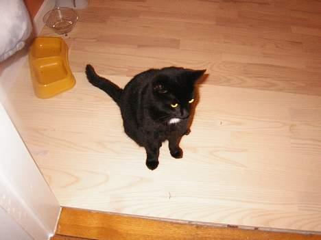 Blanding af racer NuzZer - NuZzer billede 2