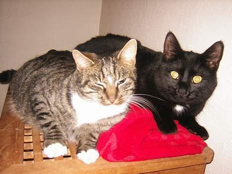 Blanding af racer NuzZer - Max og NuZzer  billede 3