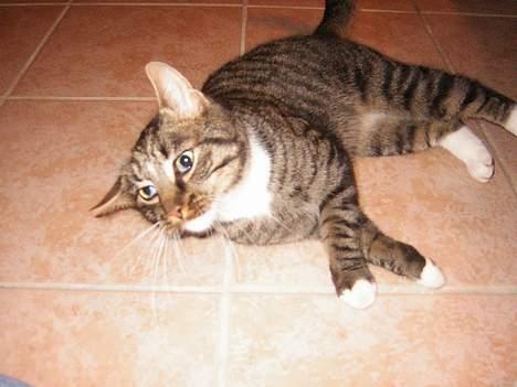 Blanding af racer Max - Max keder sig!!! billede 3