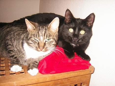 Blanding af racer Max - Ligger sammen med Nuzzer billede 4