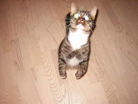 Blanding af racer Max - kan stå på to ben se!!! billede 5