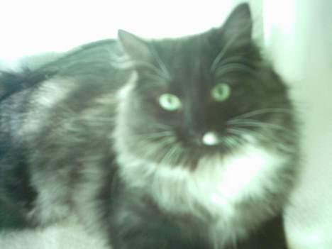 Norsk Skovkat Tornado - døde d 13/5-07 billede 4