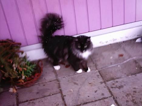 Norsk Skovkat Tornado - døde d 13/5-07 billede 3