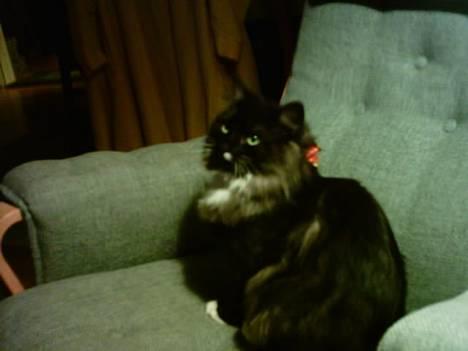 Norsk Skovkat Tornado - døde d 13/5-07 billede 7