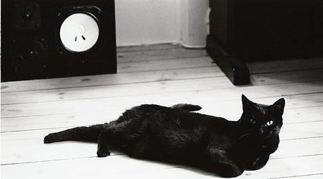 Huskat /British Shorthair Cille  billede 1