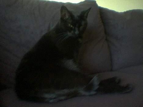 Huskat /British Shorthair Cille  - Og lige lidt slasken i sofaen:o) billede 2