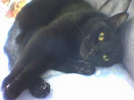 Huskat /British Shorthair Cille  - Og lidt mere slasken i sofaen.... billede 3