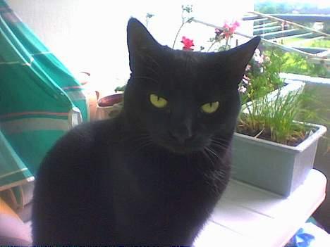 Huskat /British Shorthair Cille  - Sidder og nyder udsigten af fugle fra altanen.... (ja hun kommer lidt ud, og er ikk kun på sofaen:o) billede 5