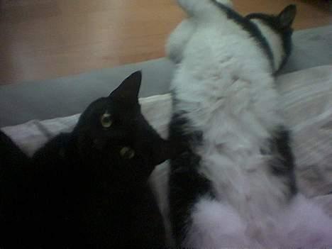 Huskat /British Shorthair Cille  billede 6