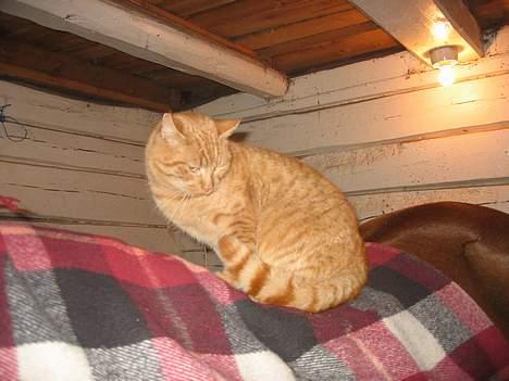 Blanding af racer stallpusen billede 5