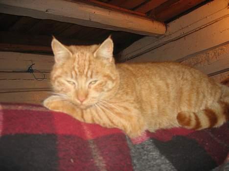 Blanding af racer stallpusen billede 6