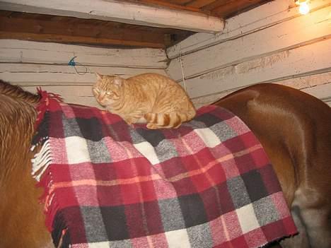 Blanding af racer stallpusen billede 7