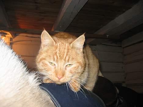 Blanding af racer stallpusen billede 8