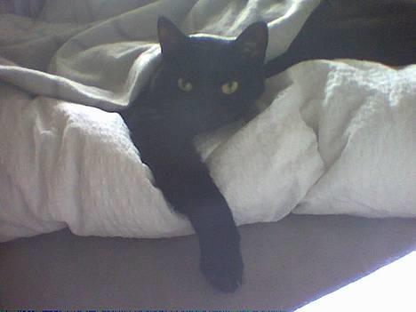 Huskat /British Shorthair Cille  billede 7