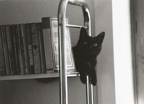 Huskat /British Shorthair Cille  billede 8