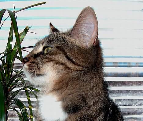 Blanding af racer Buster - er hun ik dejlig billede 8