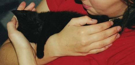 Huskat /British Shorthair Cille  - Meget lille og træt Sillepige... billede 9