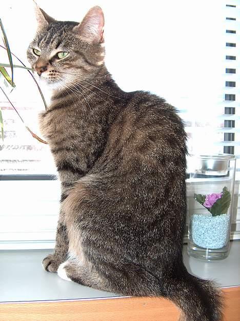 Blanding af racer Buster billede 10