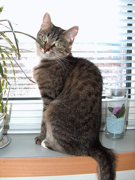 Blanding af racer Buster billede 9