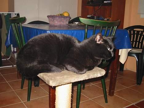 Blanding af racer oliver billede 6