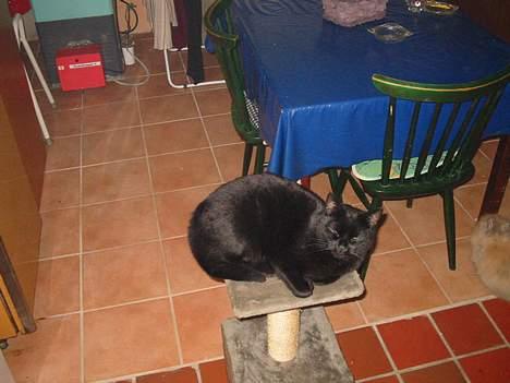 Blanding af racer oliver billede 7