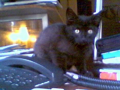 Blanding af racer oliver - oliver som lille billede 8