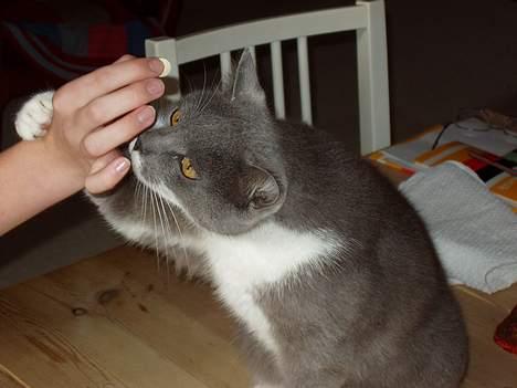 Blanding af racer Picasso - Picasso giver pote.. billede 2