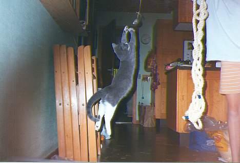 Blanding af racer Picasso - Picasso springer efter en legetøjsmus.. billede 8