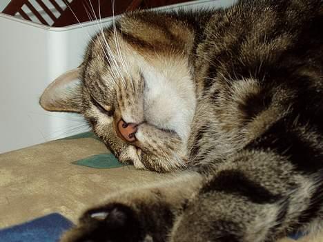 Blanding af racer Simba - Simba smiler.. billede 6