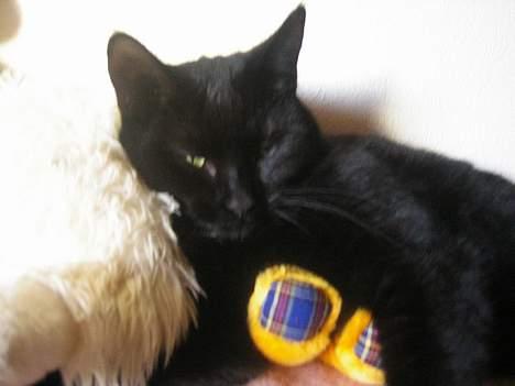 Blanding af racer NuzZer - Nuzzer sover!! Thi hi billede 4