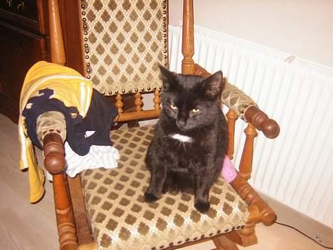 Blanding af racer NuzZer - sidder og slapper af!!! billede 5