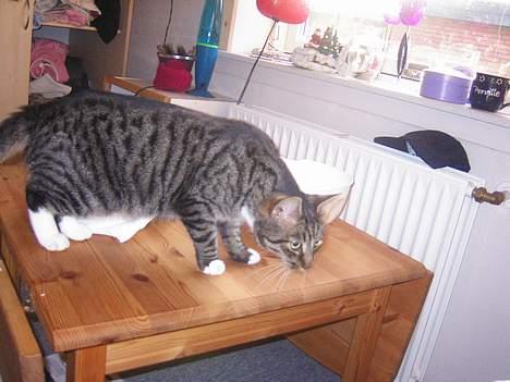 Blanding af racer Max - jeg kan dufte mad!!! billede 6