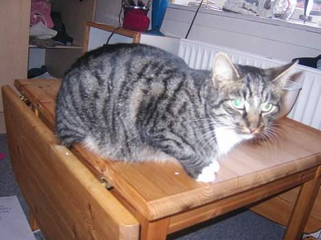 Blanding af racer Max billede 7